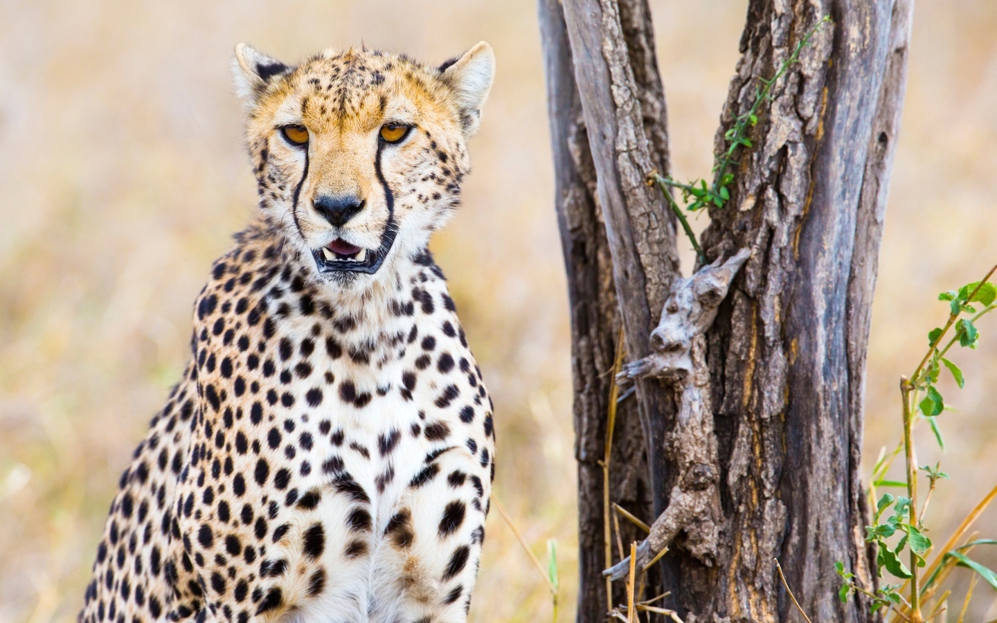 Гепард сидит у старого сухого дерева