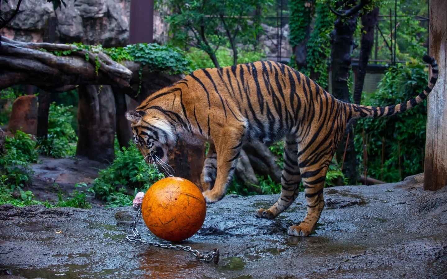 Большой полосатый тигр играет с мячом в зоопарке