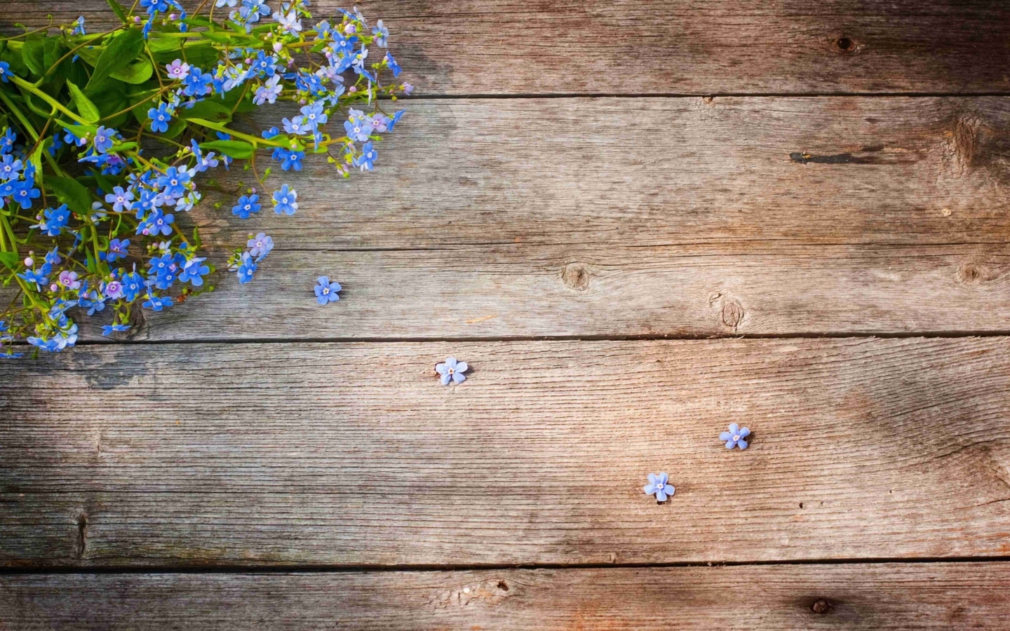 Голубые цветы незабудки на деревянном фоне