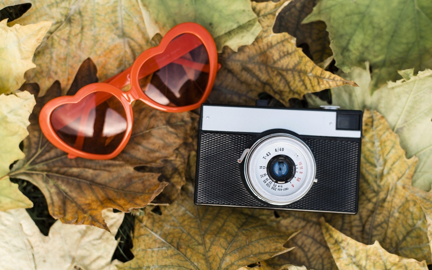 Фотоаппарат с очками на опавшей листве
