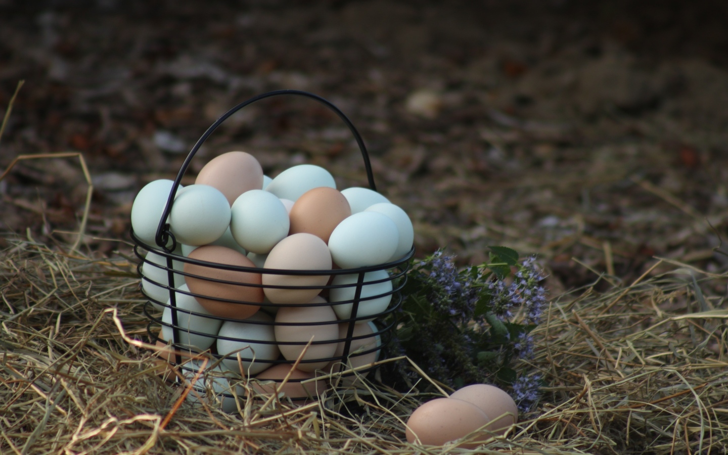 Корзина домашних куриных яиц на сене