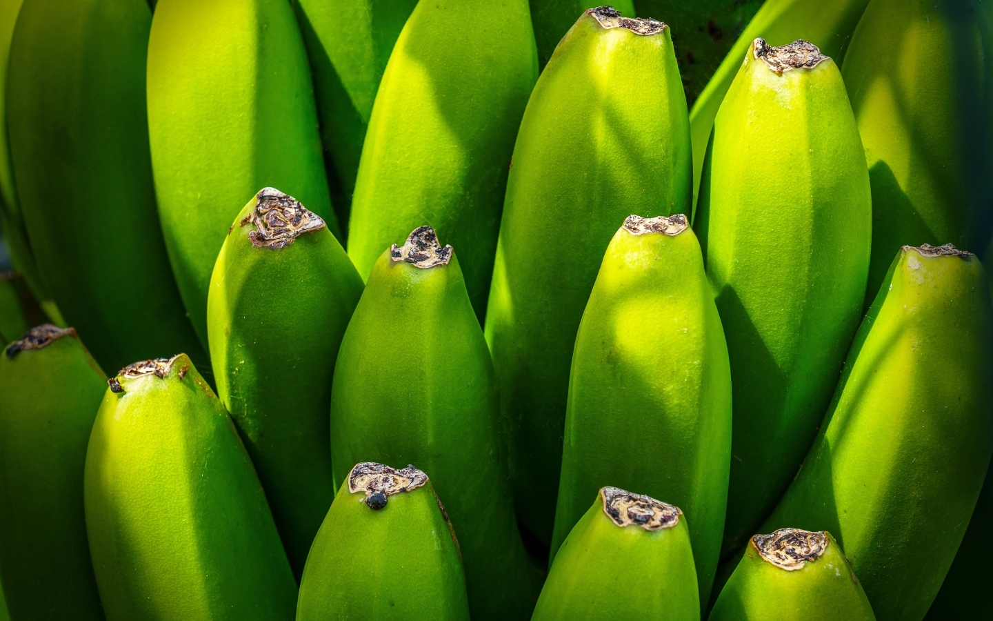 Зеленые бананы крупным планом