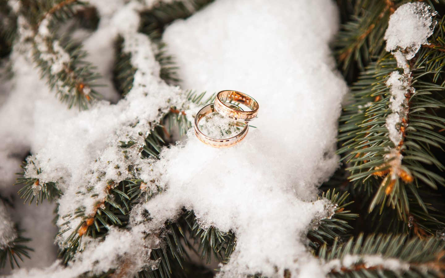 Два золотых обручальных кольца на еловой ветке со снегом
