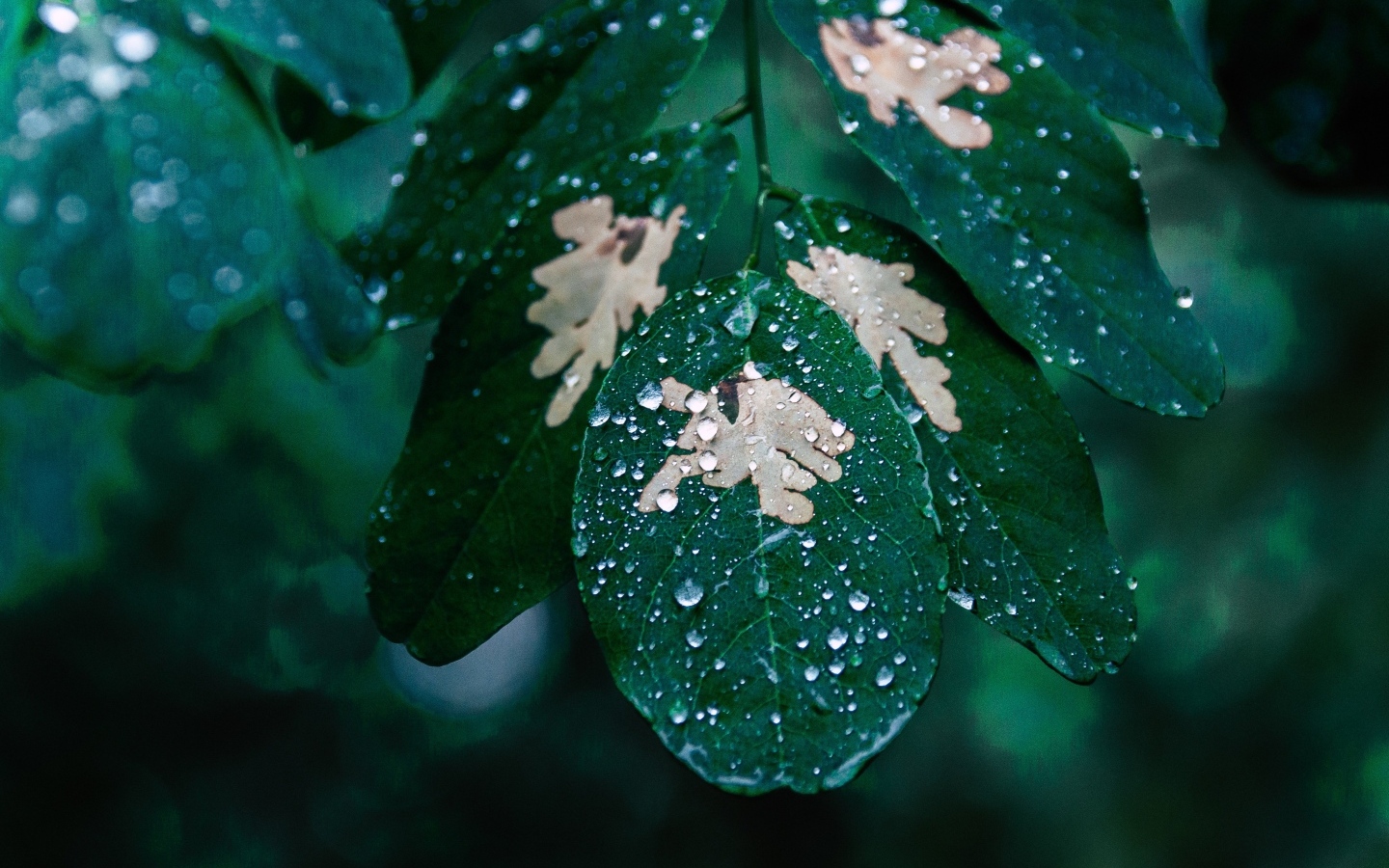 Капли дождя на зеленой ветке дерева