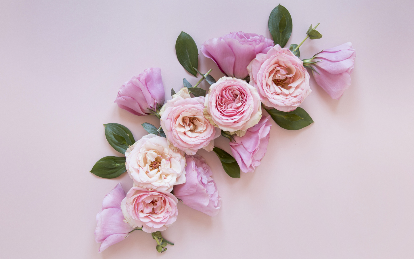 Красивые розовые цветы на сером фоне