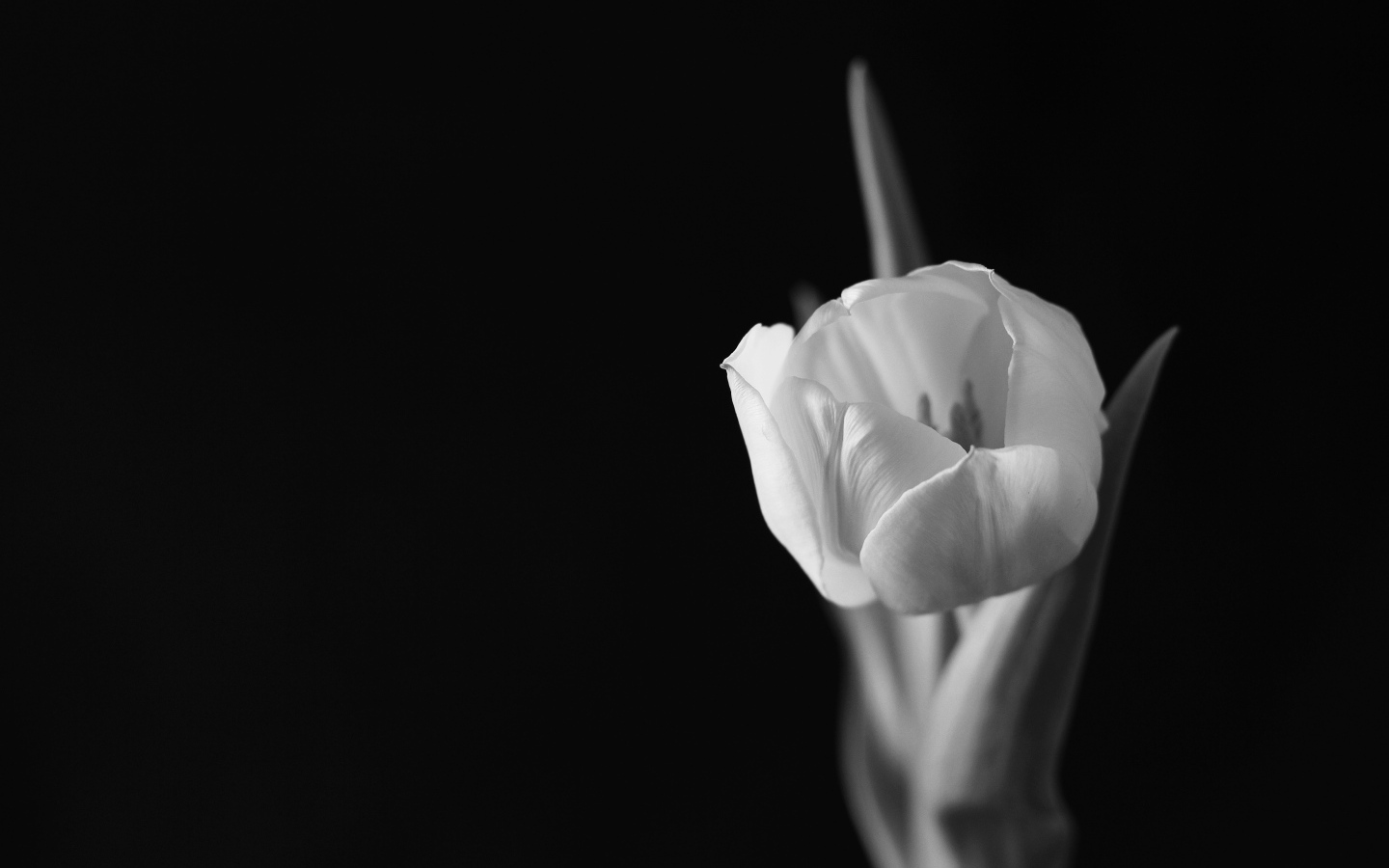 Черно-белое фото тюльпана