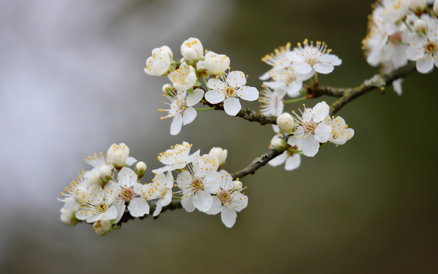 Цветущая ветка вишни весной крупным планом