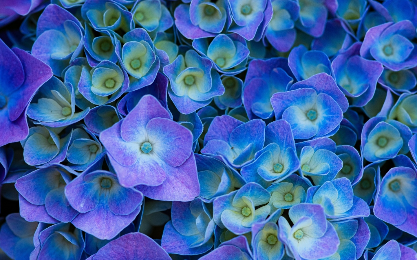 Синие цветы гортензии крупным планом