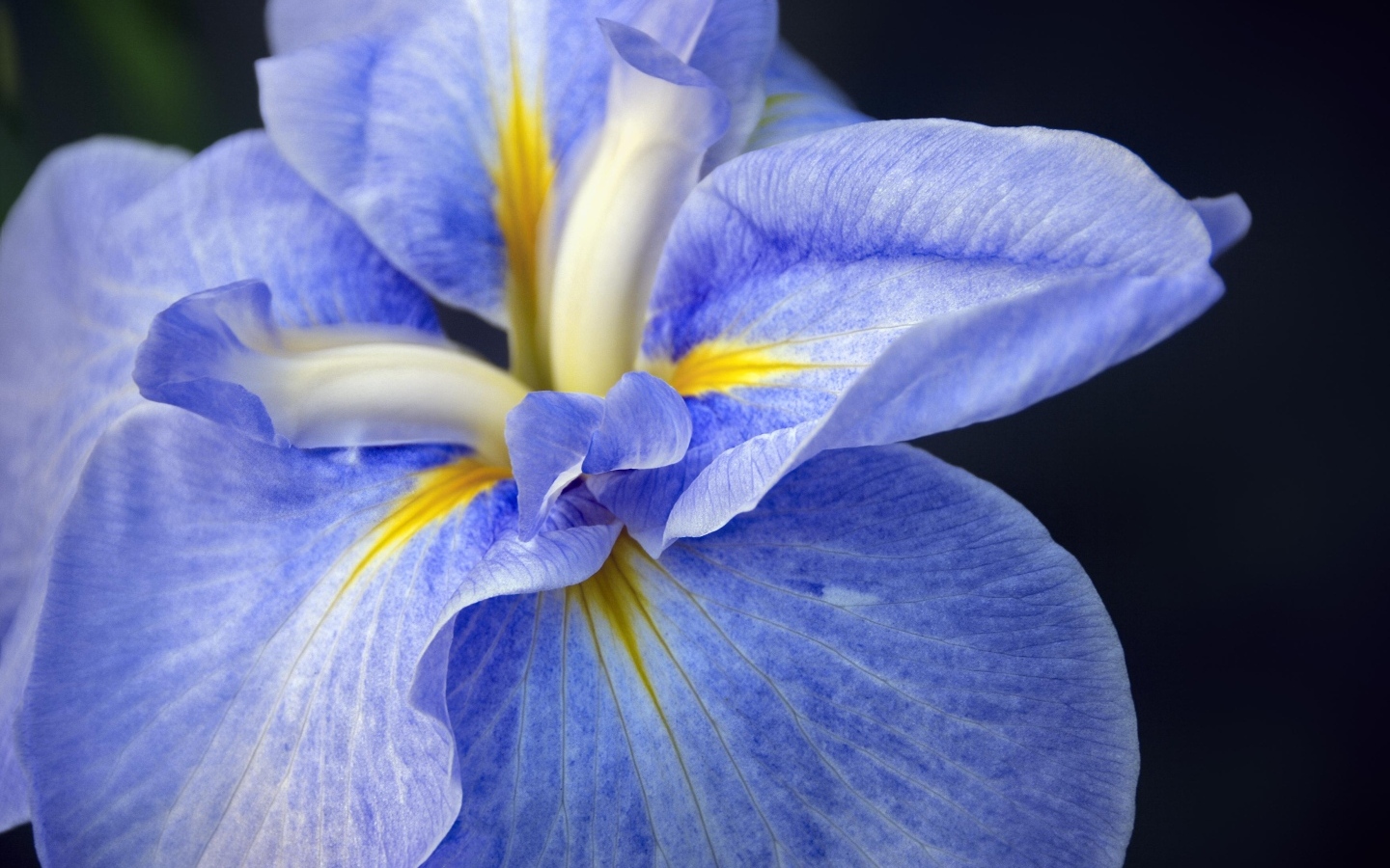 Синий цветок ириса на черном фоне крупным планом