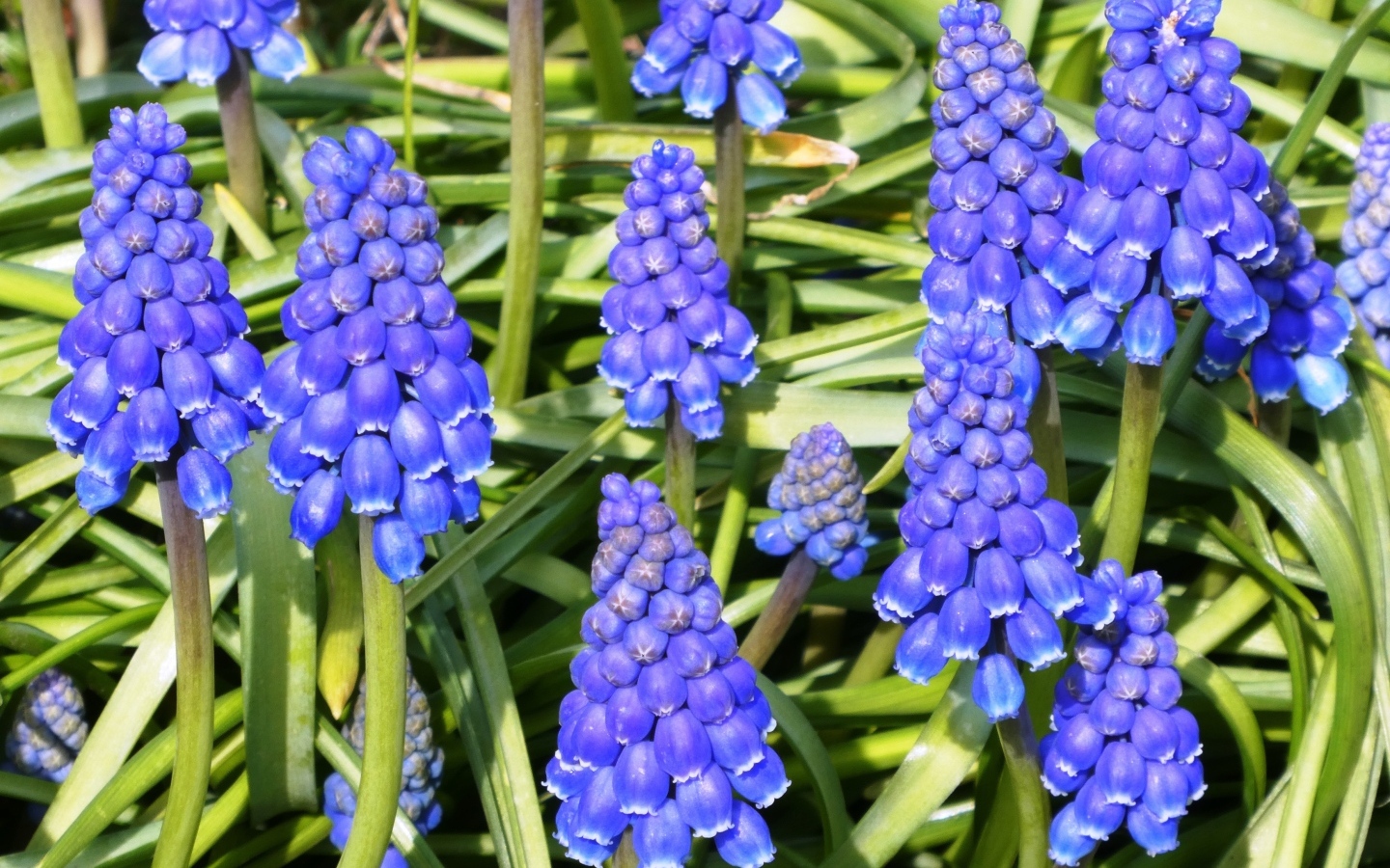 Синие маленькие садовые цветы мускари крупным планом