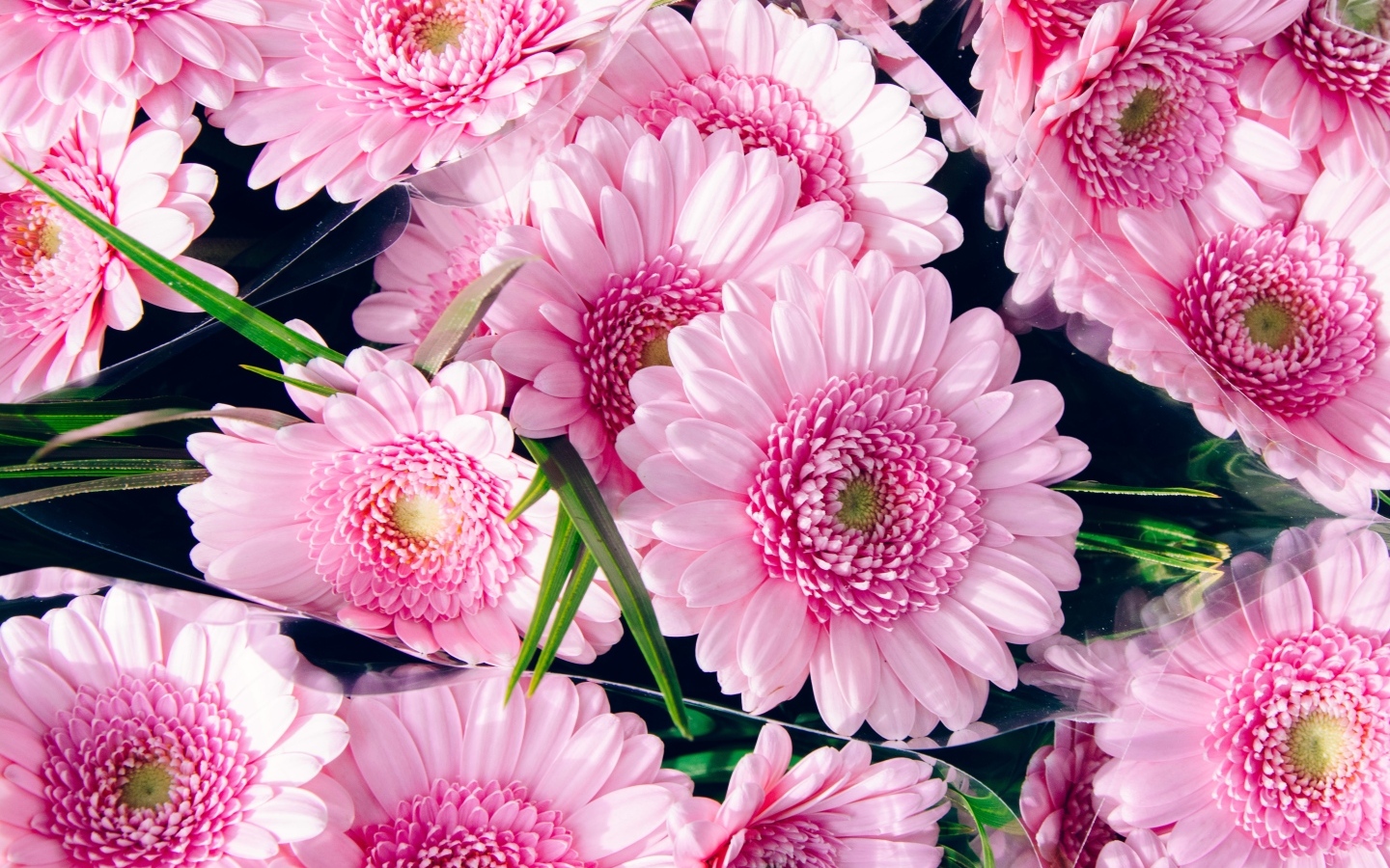 Букет красивых розовых цветов герберы