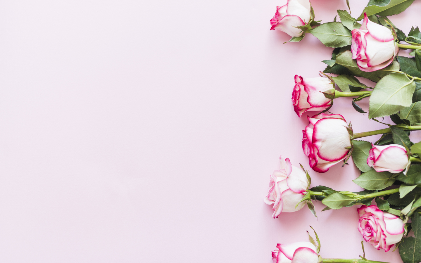 Букет нежных роз на розовом фоне, шаблон