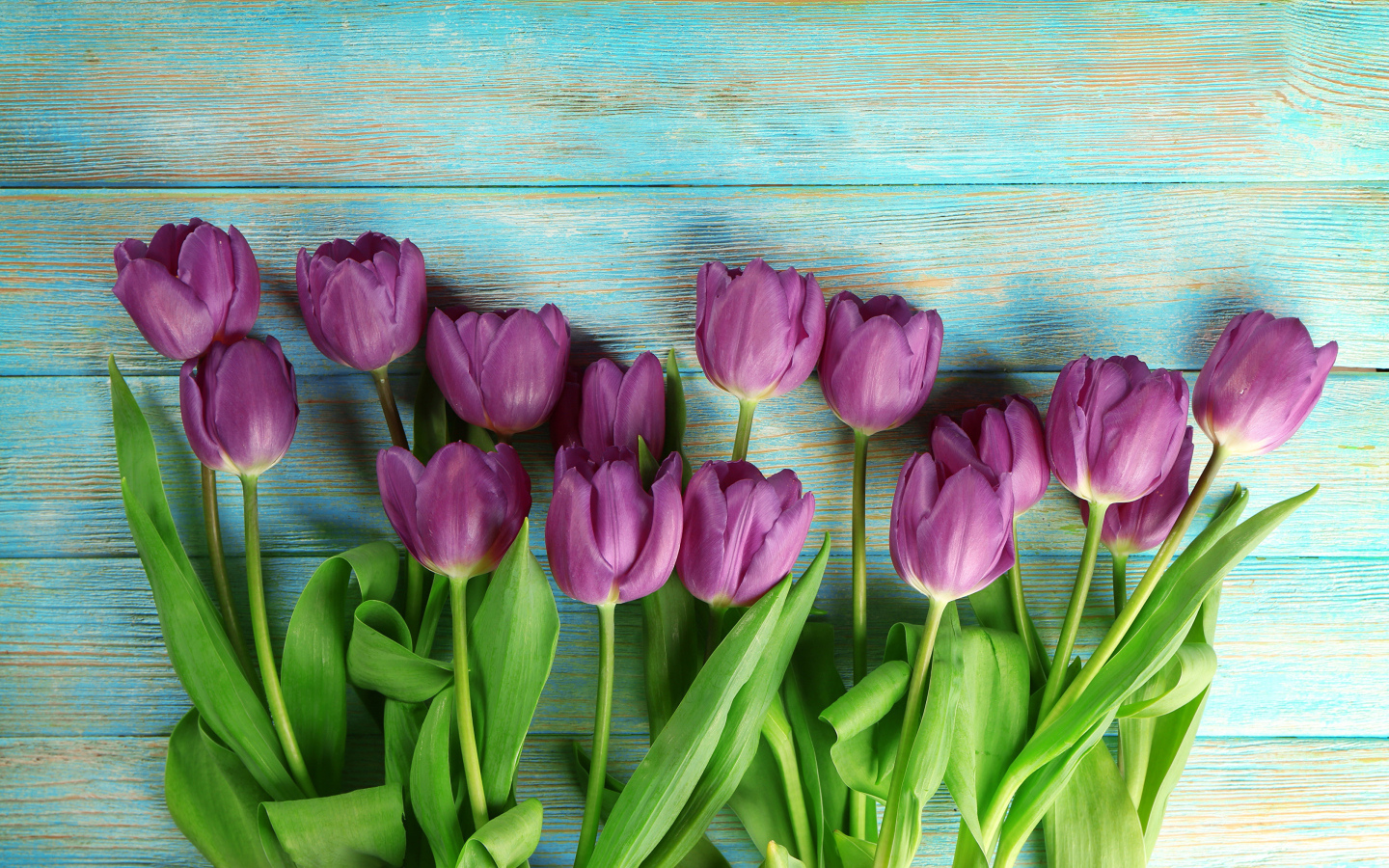 Букет фиолетовых тюльпанов на голубом столе