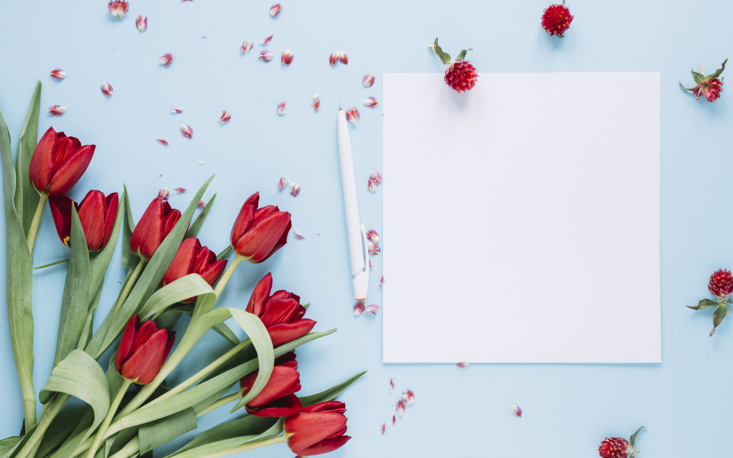 Букет красных тюльпанов с белыми листами на голубом фоне, шаблон 