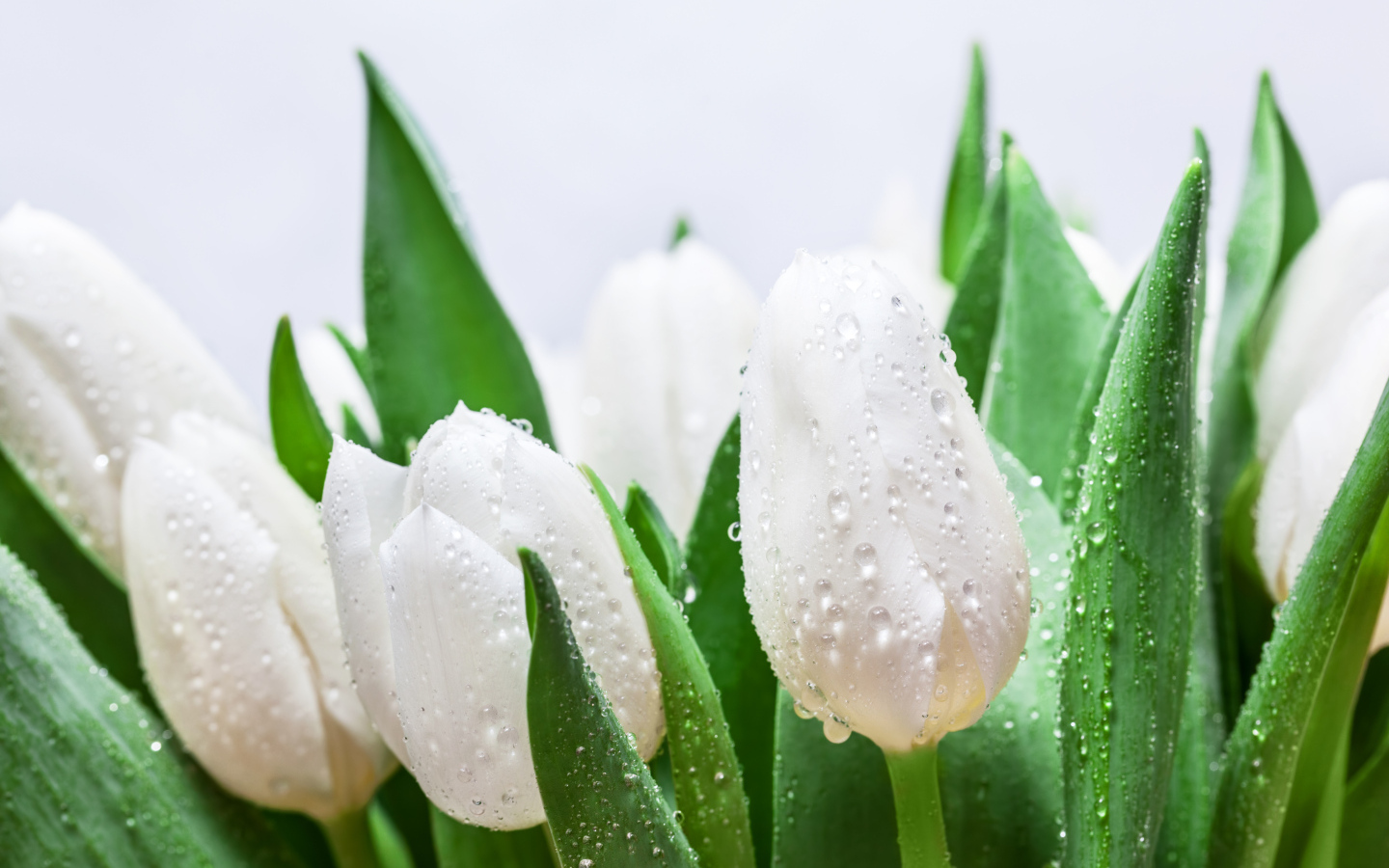 Bouquet of white tulips with green leaves in raindrops