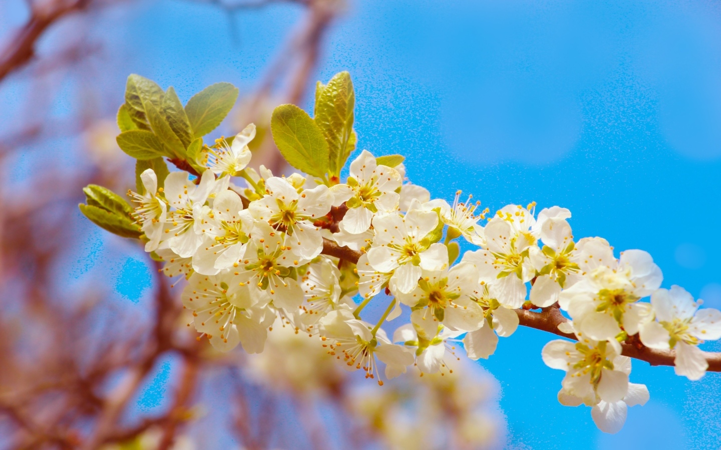 Ветка черешни с крупными цветами на фоне неба