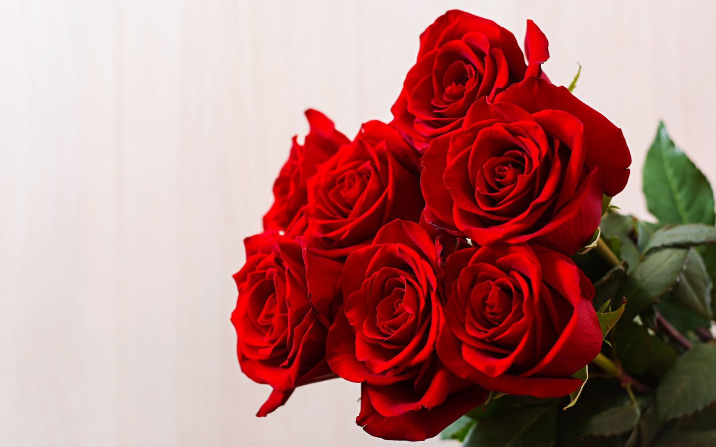 Нежные красивые красные розы на сером фоне