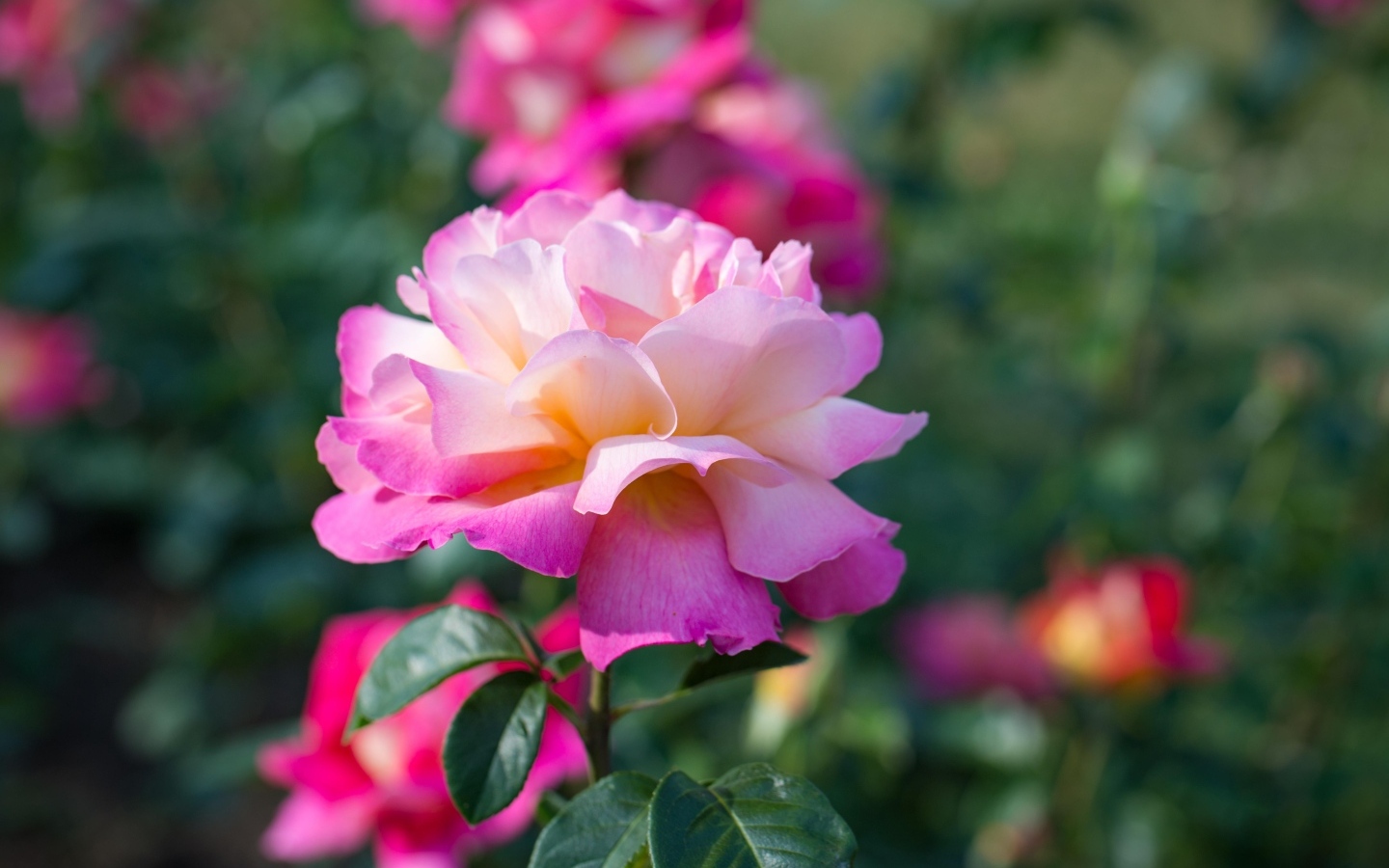 Нежные розовые розы на клумбе в парке