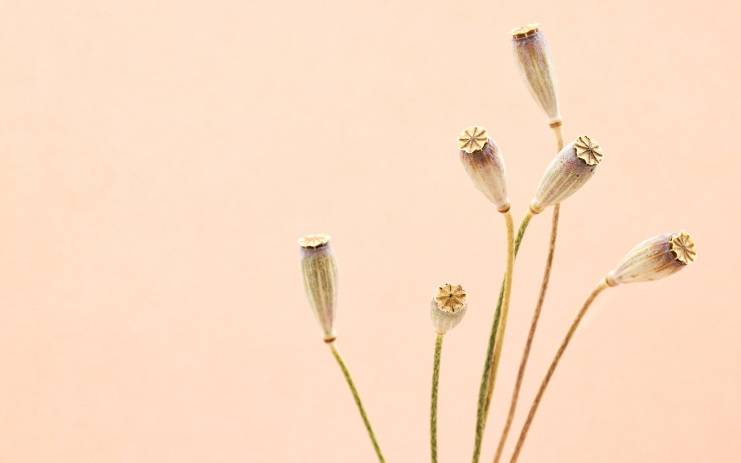 Высушенные отцветшие цветы на бежевом фоне