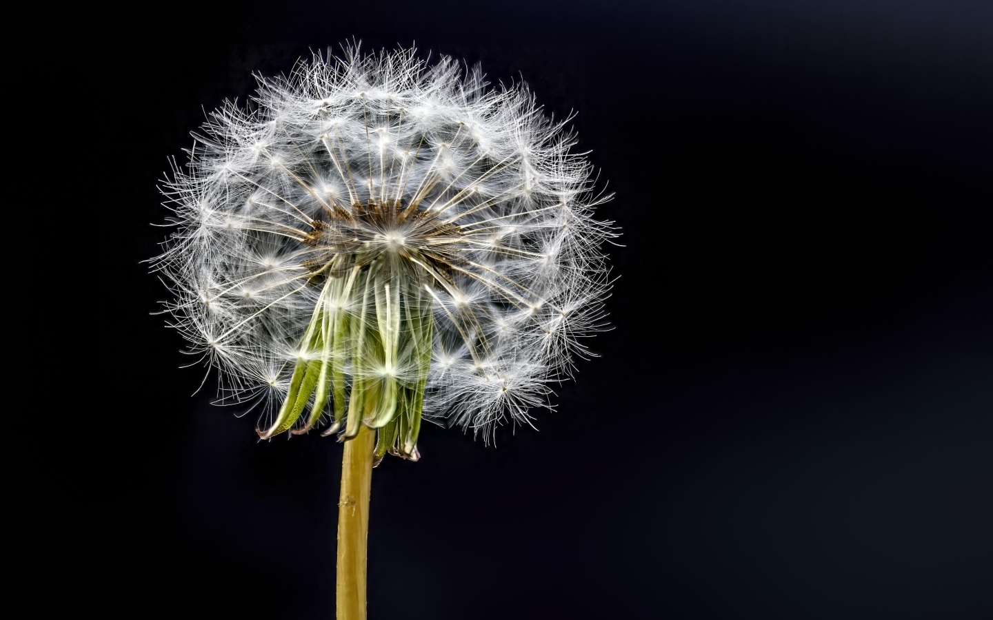 Отцветший белый одуванчик на черном фоне
