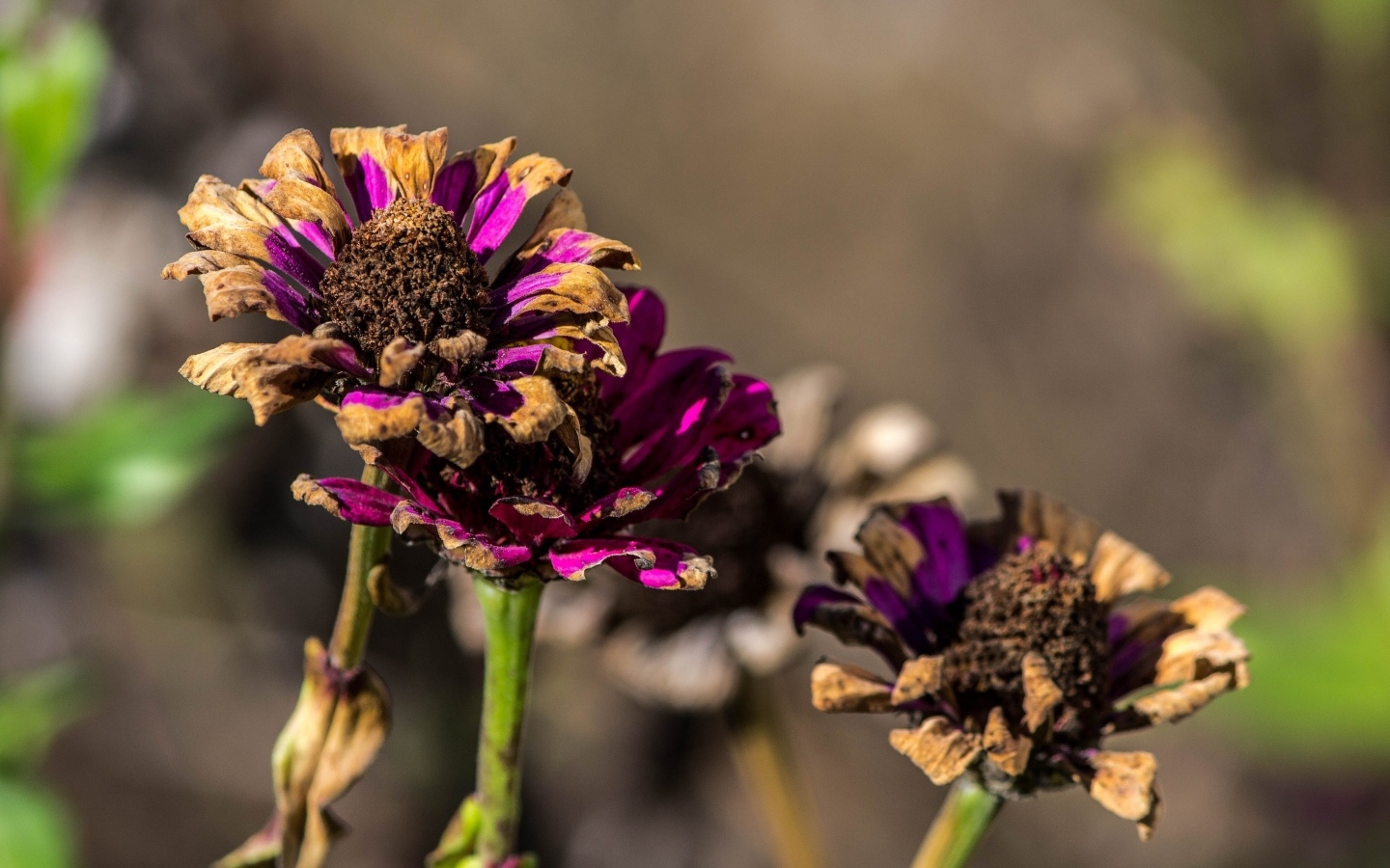 Отцветшие цветы циннии 
