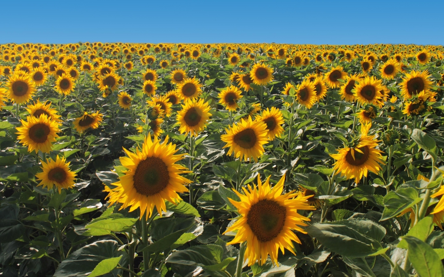 Поле больших цветущих подсолнухов под голубым небом