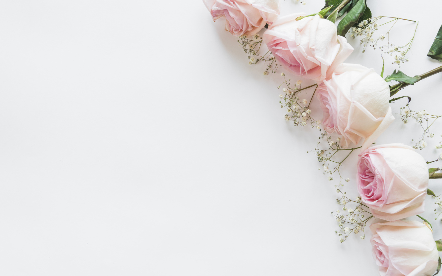 Пять розовых роз с гипсофилой на белом фоне