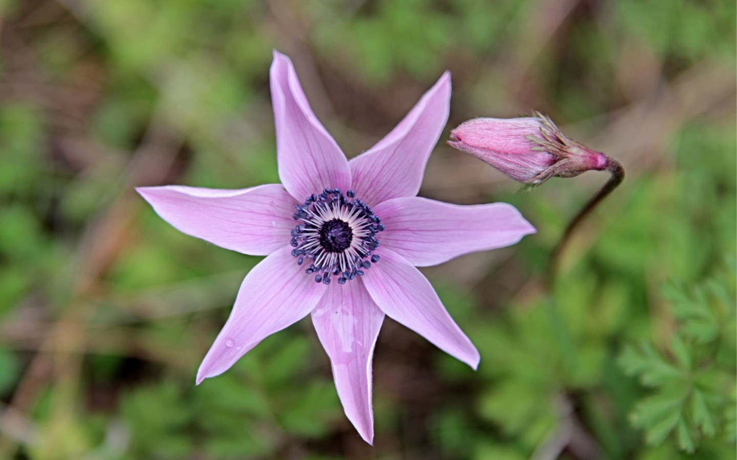 Лесной цветок анемона с бутоном крупным планом