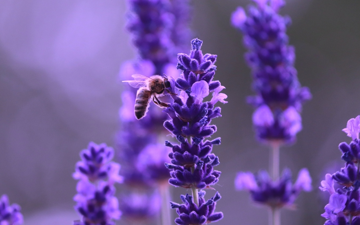 Ароматные фиолетовые цветы полевой лаванды