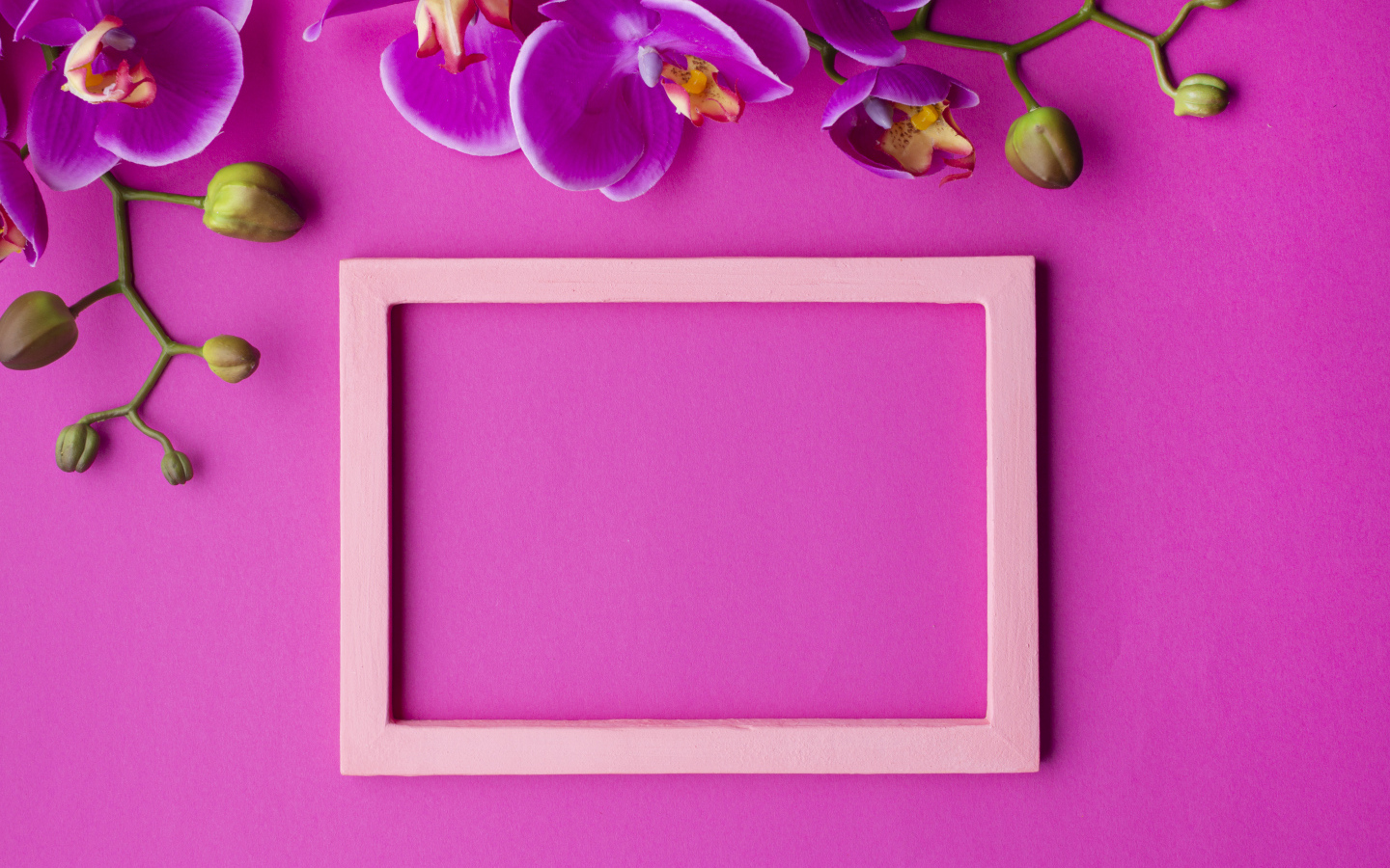 Рамка на розовом фоне с цветами орхидеи, шаблон для открытки