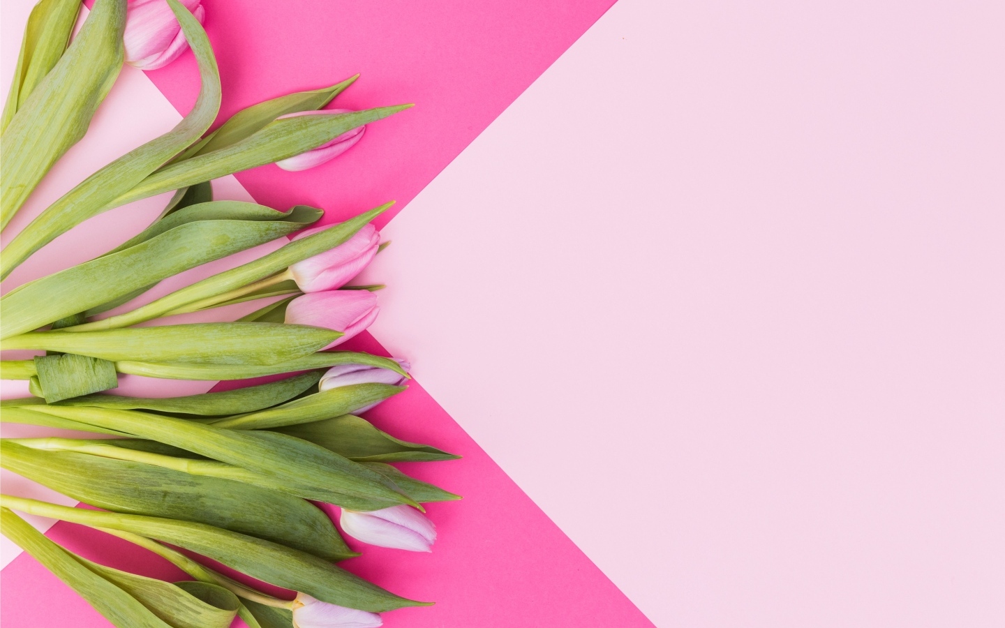 Свежие тюльпаны на нежном розовом фоне