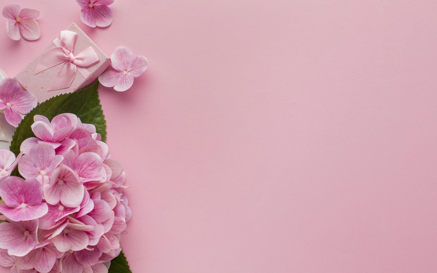 Цветы гортензии с подарками на розовом фоне, шаблон 