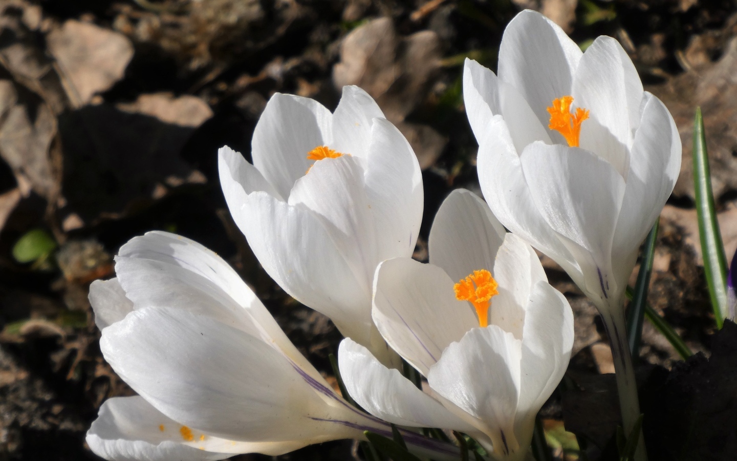 Крупные белые крокусы весной на клумбе