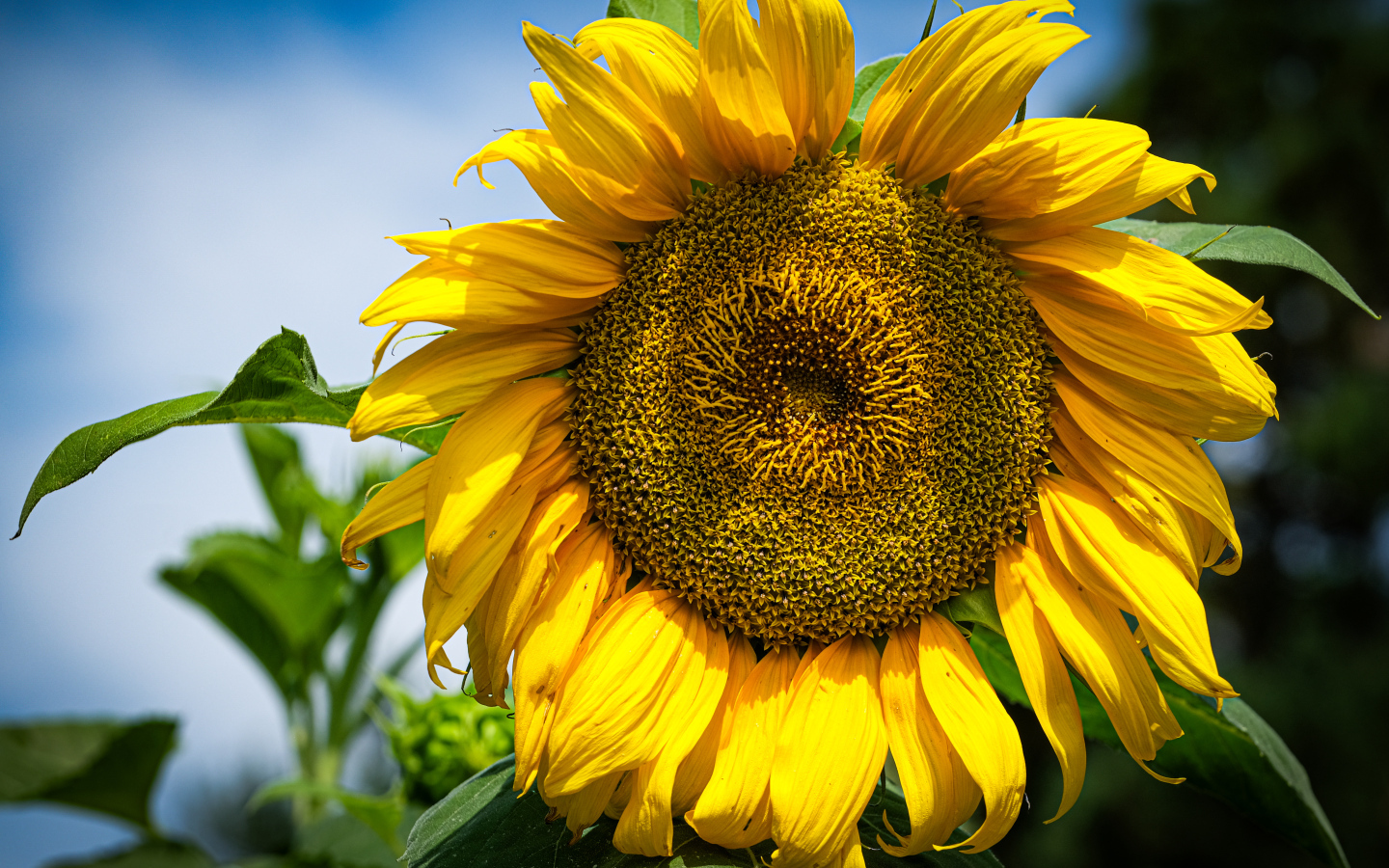 Большой желтый подсолнух на фоне голубого неба