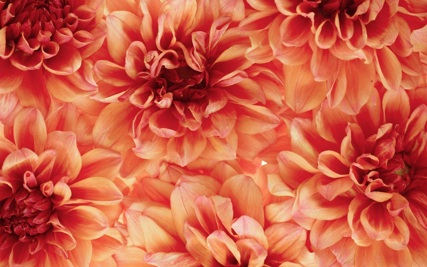 Много оранжевых георгин крупным планом