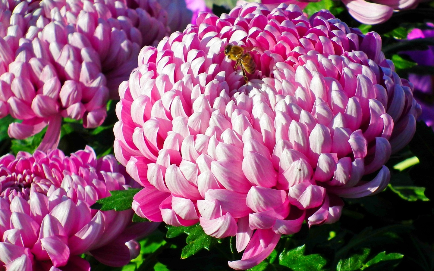 Пышные крупные розовые цветы хризантемы