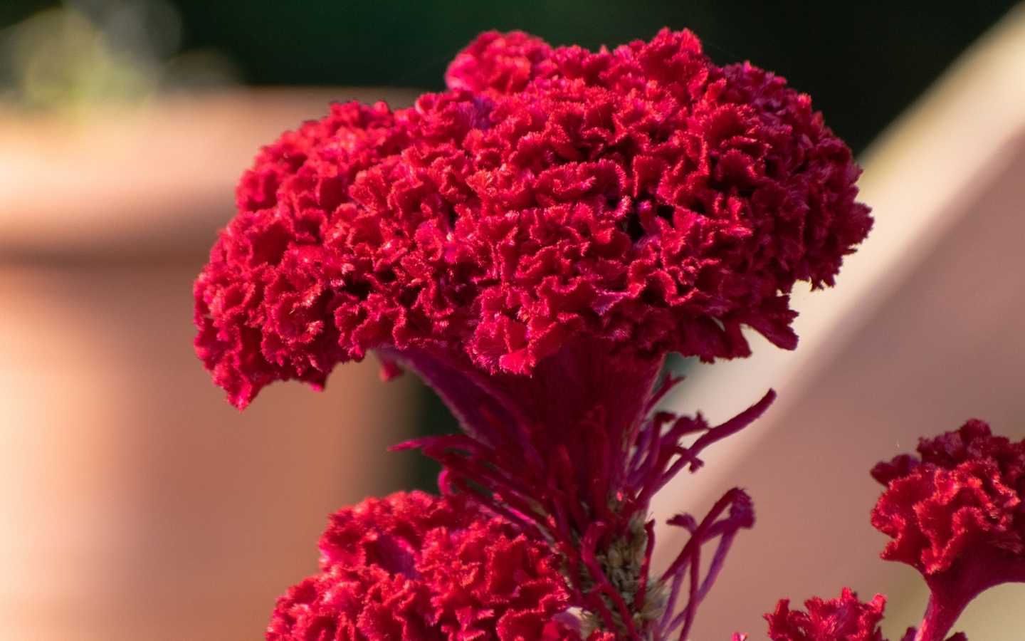 Пышный красный цветок крупным планом