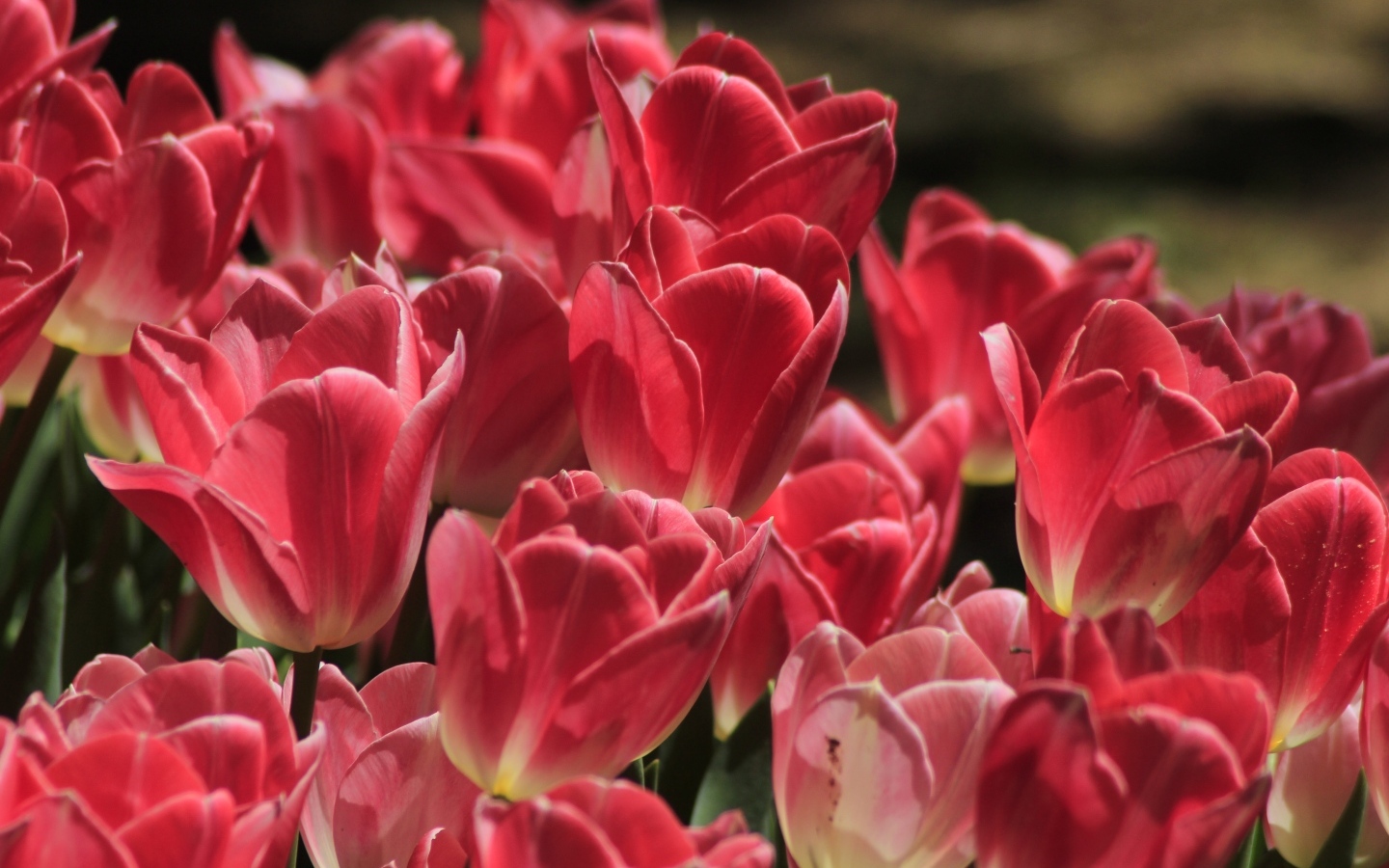 Много ярких розовых тюльпанов крупным планом