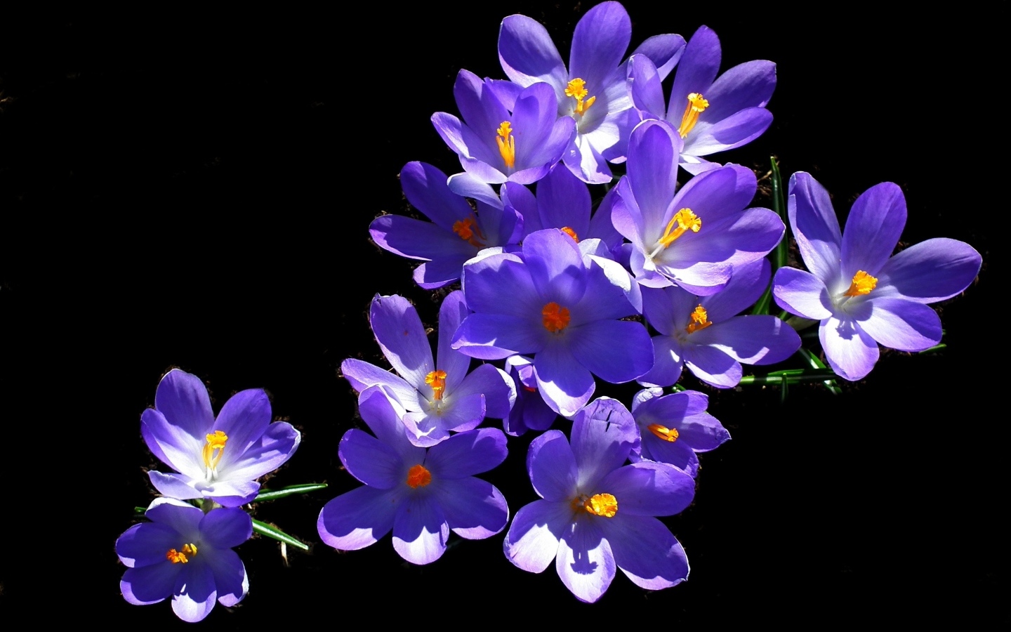 Много фиолетовых крокусов на черном фоне