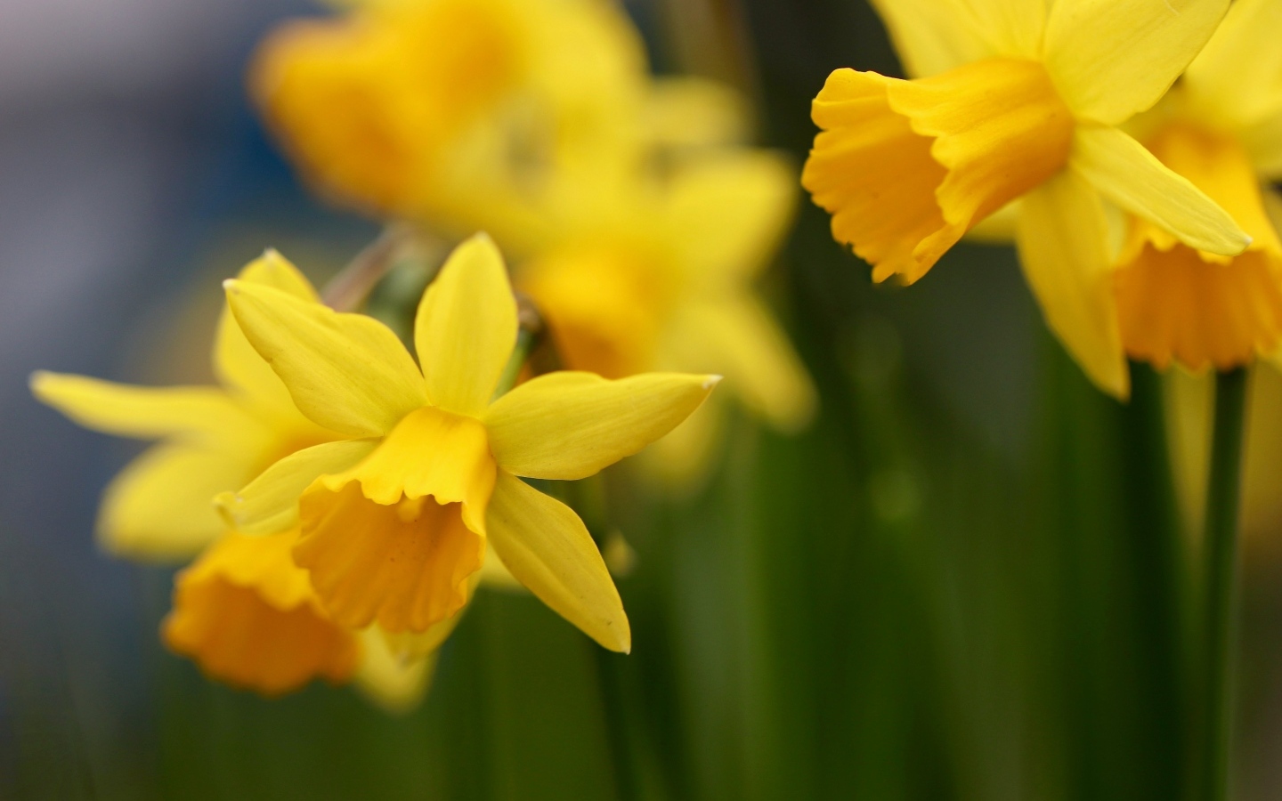 Оранжевые нарциссы на клумбе крупным планом