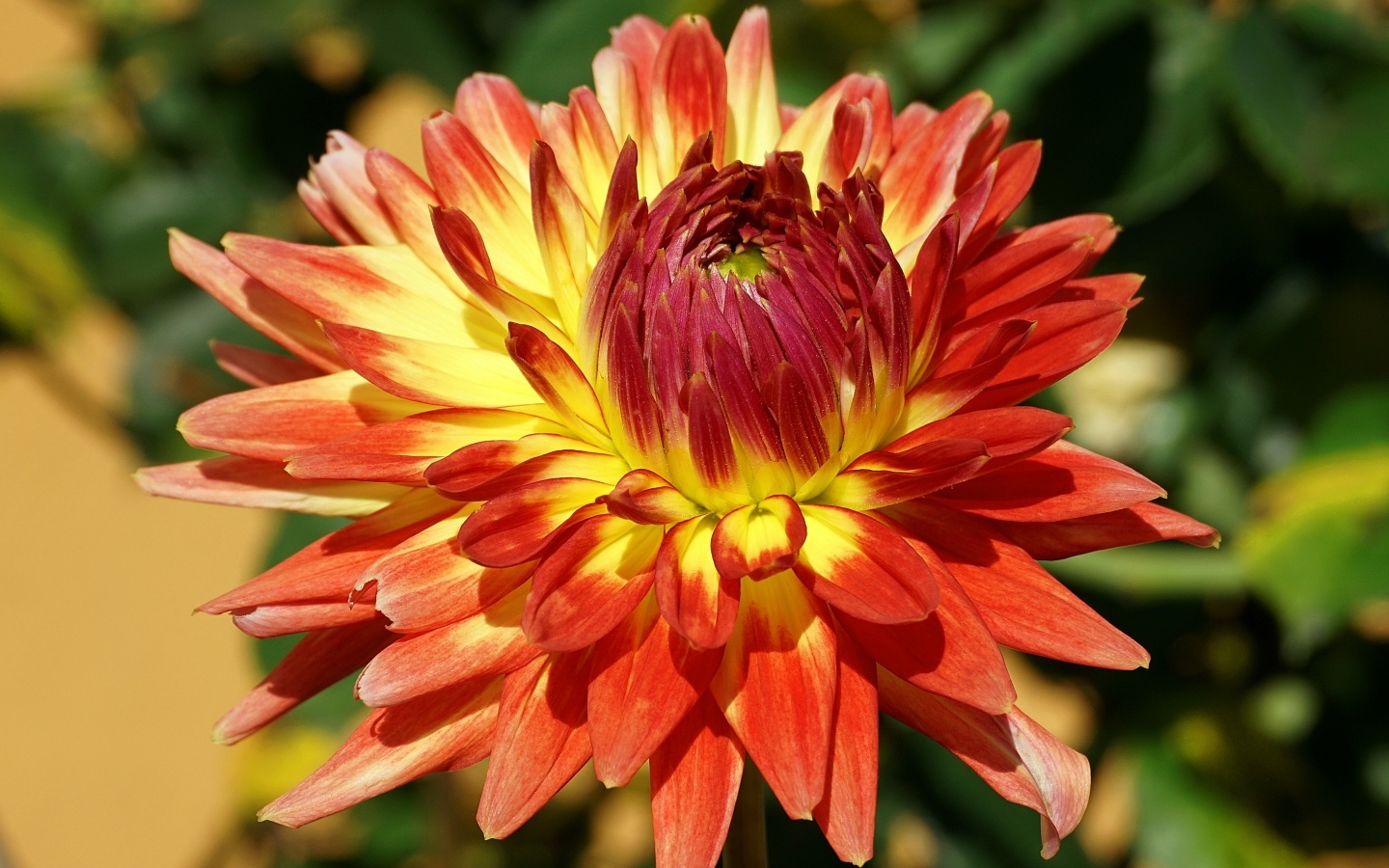 Оранжевый цветок георгина крупным планом