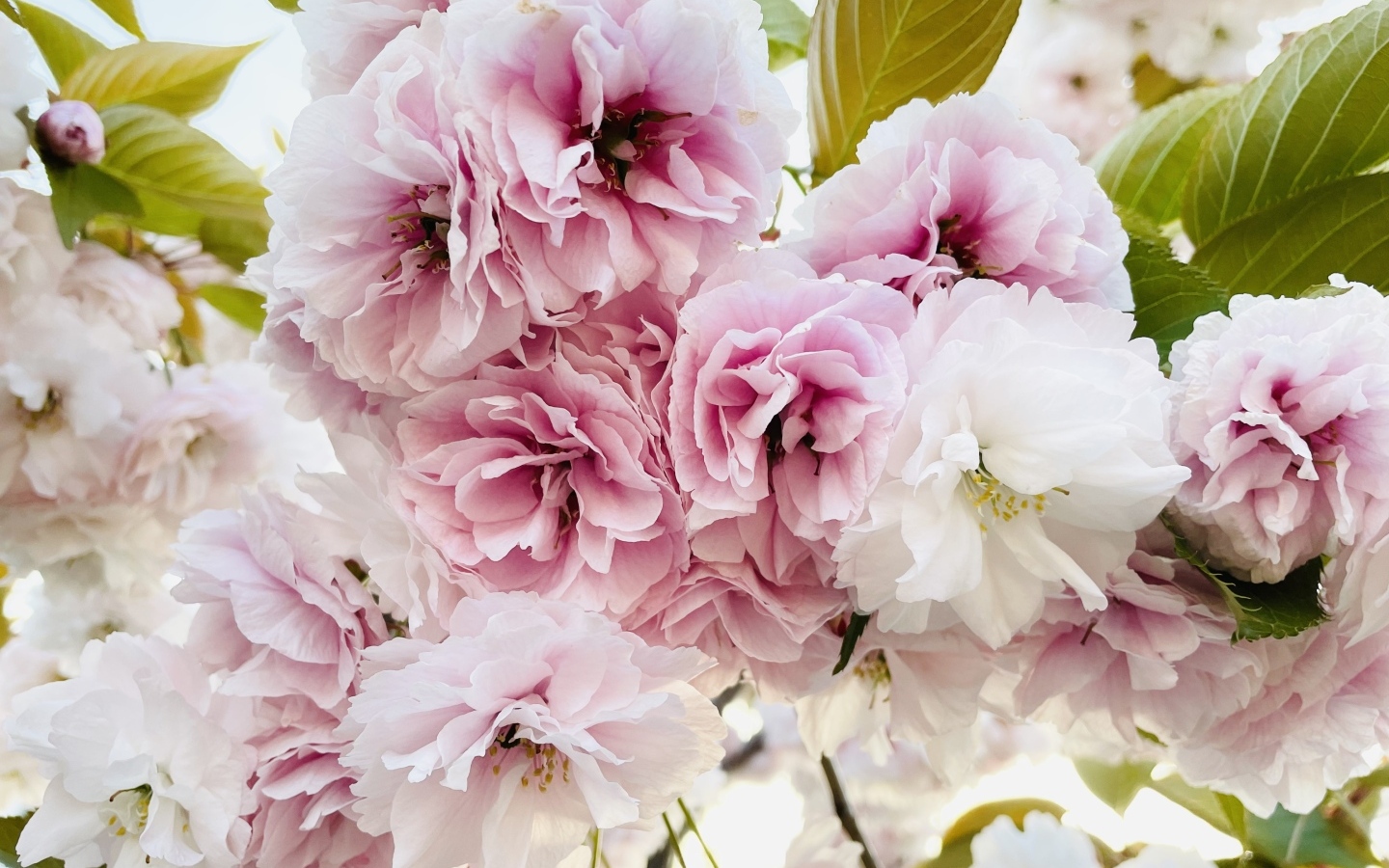 Розовые и белые цветы луизеания крупным планом