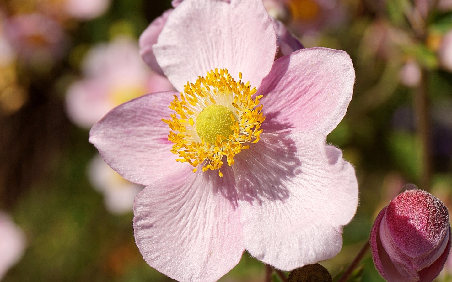 Розовый цветок анемона с бутоном крупным планом