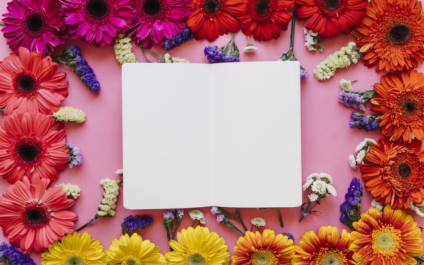 Розовый фон с герберами и белым листом для открытки