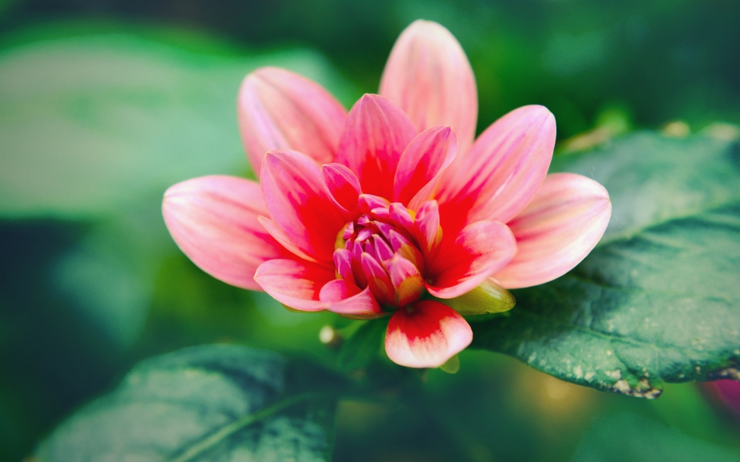 Розовый распускающийся цветок георгина с зелеными листьями