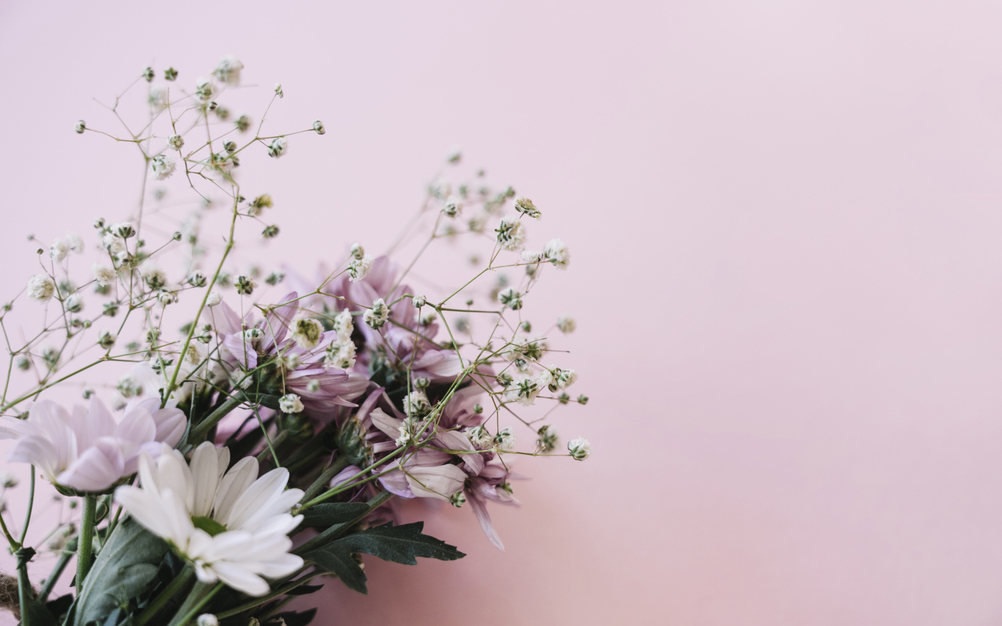 Розовые цветы хризантемы с цветами гипсофилы на белом фоне