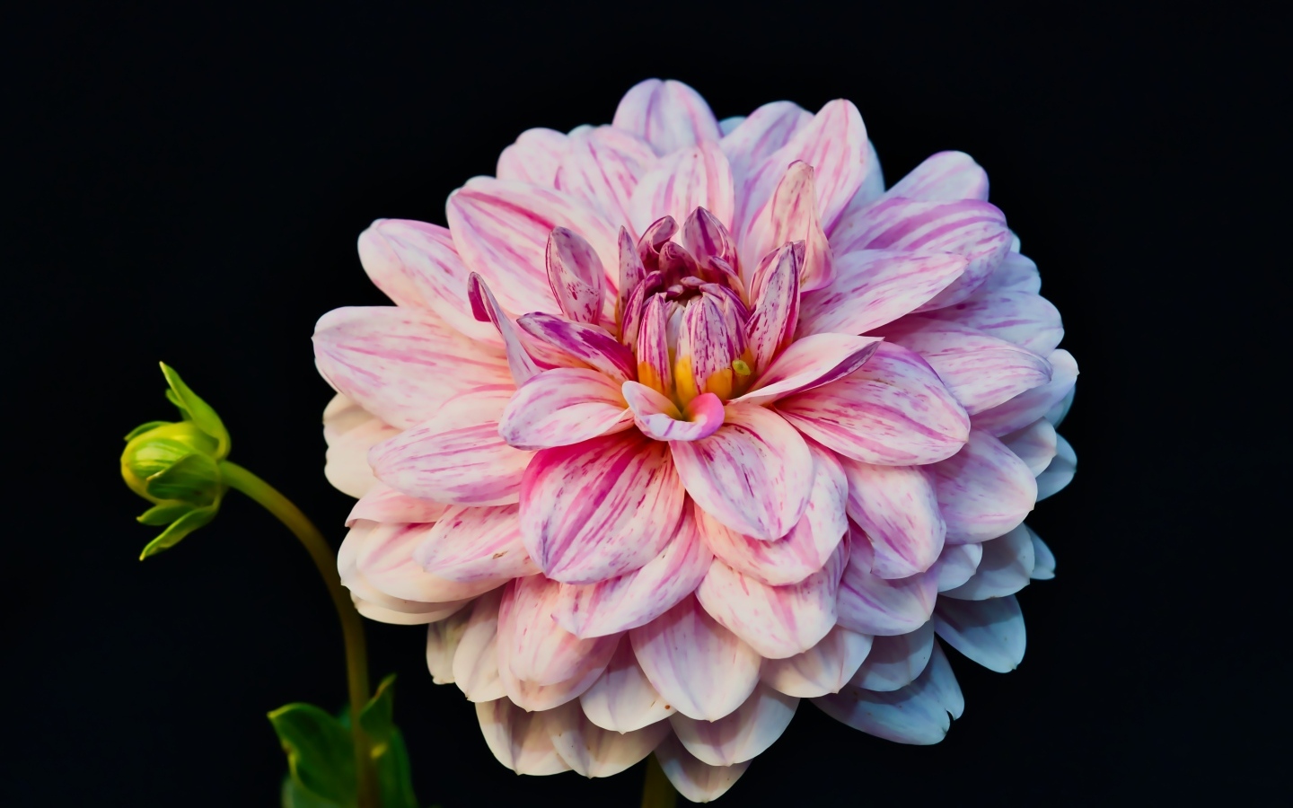 Розовый цветок георгина с бутоном на черном фоне