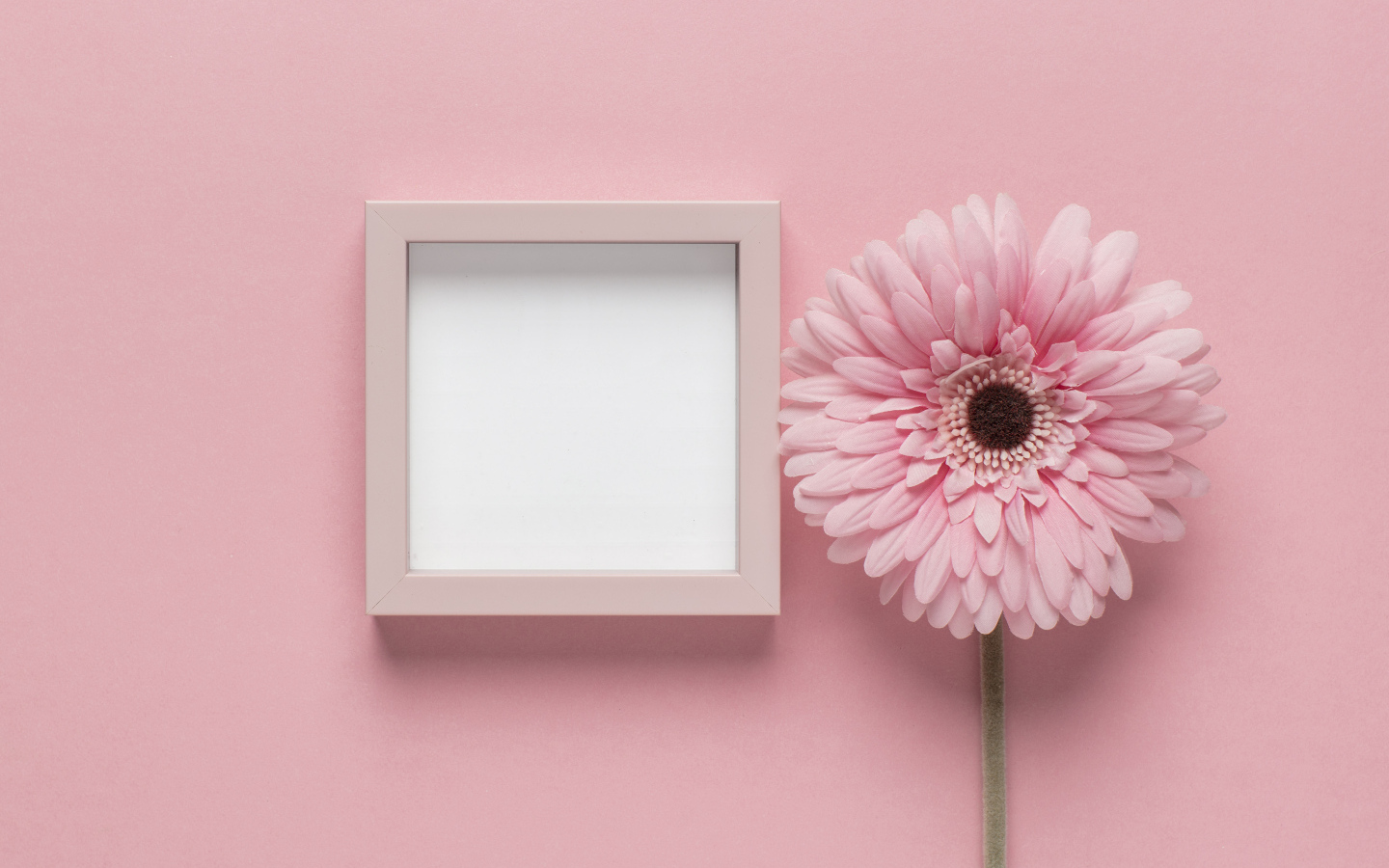 Розовая гербера с рамкой на розовом фоне, шаблон для открытки