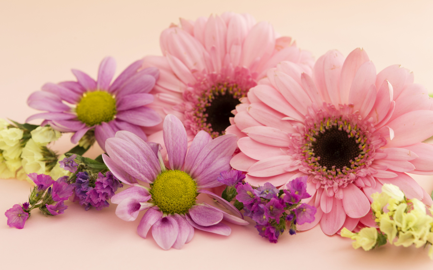Розовые герберы и хризантемы крупным планом