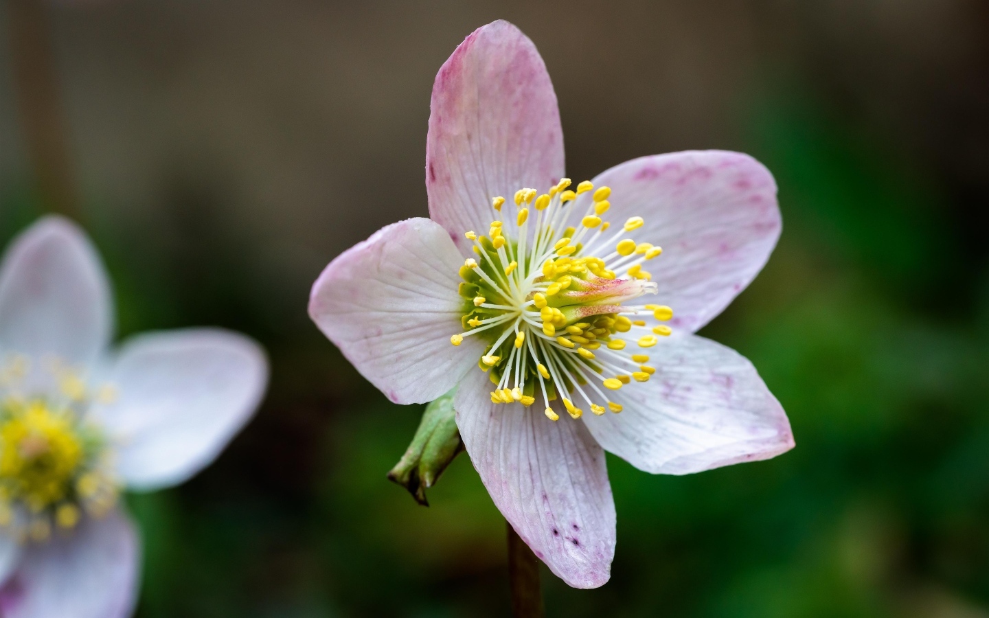 Розовый цветок морозник крупным планом